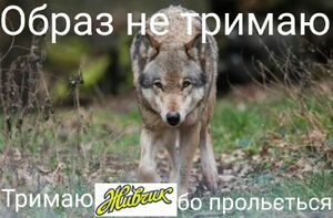 Вовк8.jpg