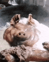 2свиня джакузі.gif