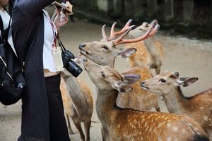 Wild deer.jpg