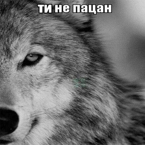 Вовк14.png
