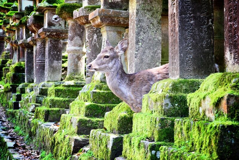 Файл:Deer in nara park.jpg