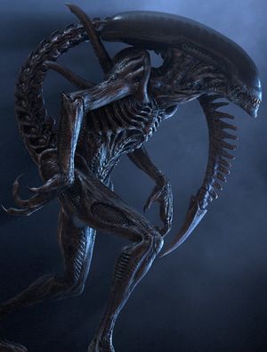 Xenomorph.jpg