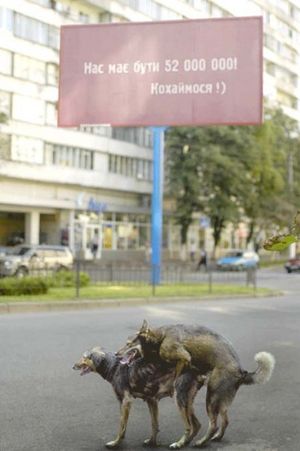 Кохаймося собаки.jpg