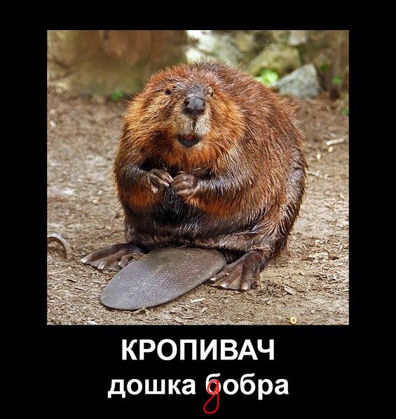 Файл:Дошка-бобра.jpg