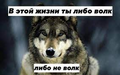 Вовк.png