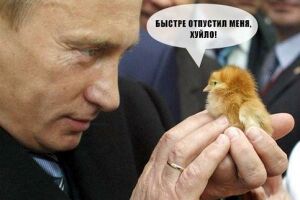 Que птн хйл.jpg