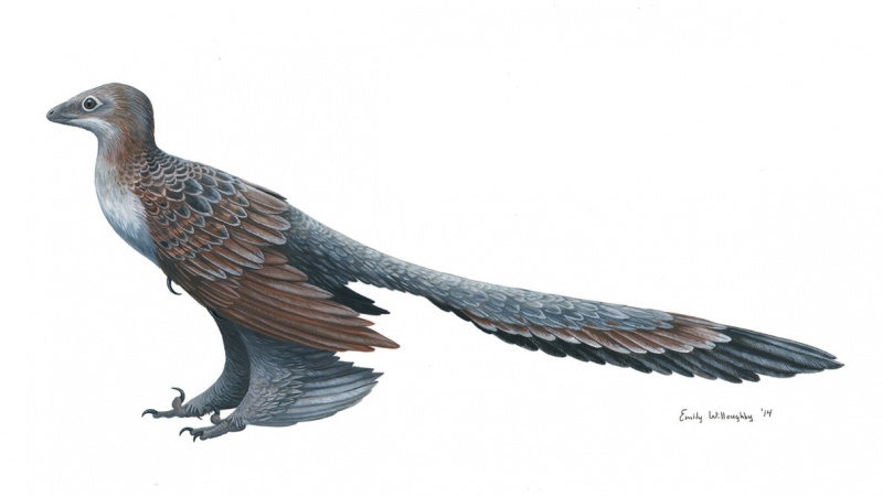 Файл:Changyuraptor by ewilloughby-d7rhll4.jpg