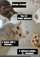NeolurkAndCat.jpg