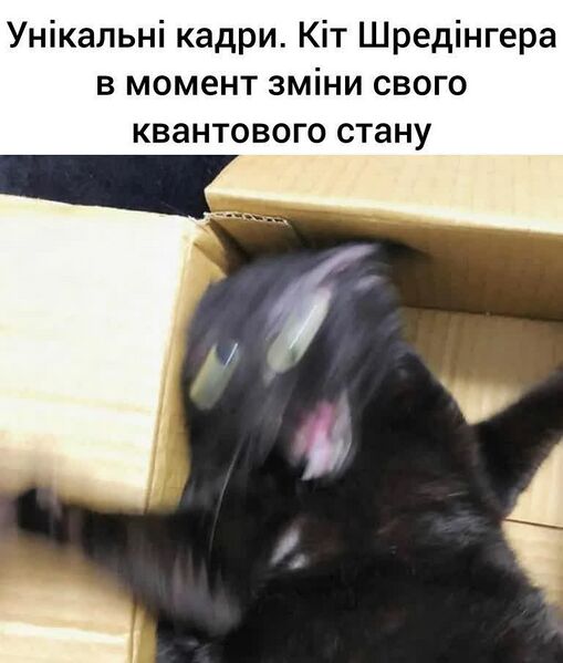 Файл:Кіт шредінгера 9.jpg