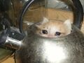 Crying Cat 